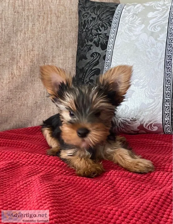 Affectionate and intelligent yorkie puppies