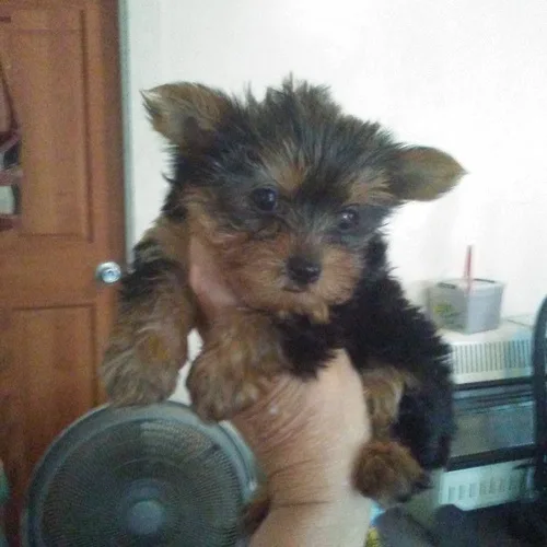 Yorkie puppies had shots and very playful