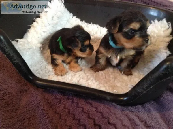 Male and female yorkie puppies for sale