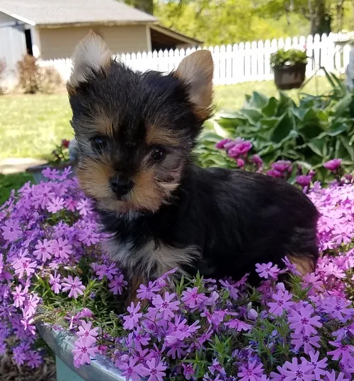 Cute yorkie puppies available 