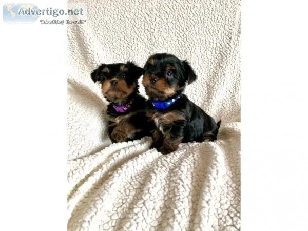 Amaizing male and female yorkie puppies