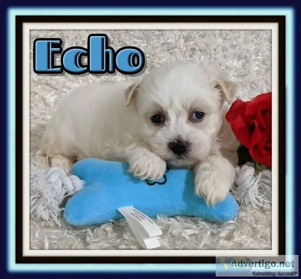 Echo Male Teddy Bear