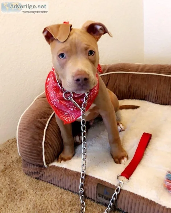 Adorable male and female pit bull puppies