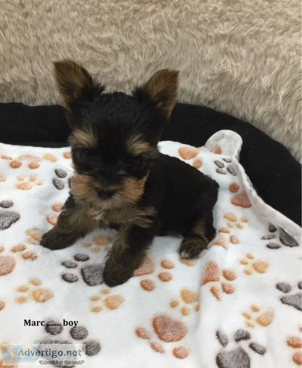 Yorkie puppies now ready for sale