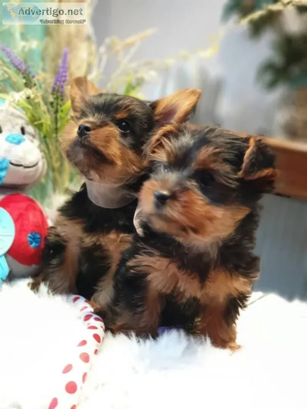 Affectionate and intelligent yorkie puppies