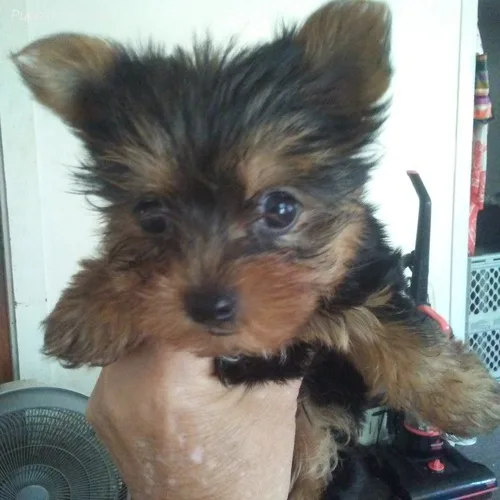 Yorkie puppies had shots and very playful