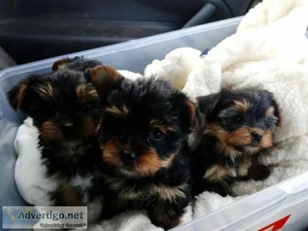 Male and female yorkie puppies for sale