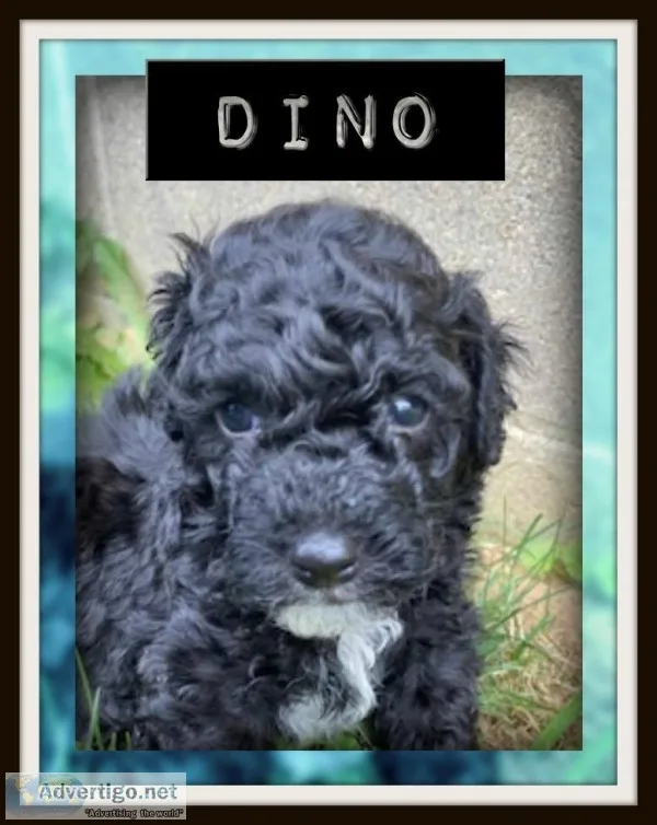 Dino Male F1B Cockapoo
