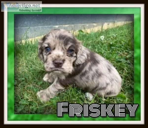 Frisky Male ACA Cocker Spaniel
