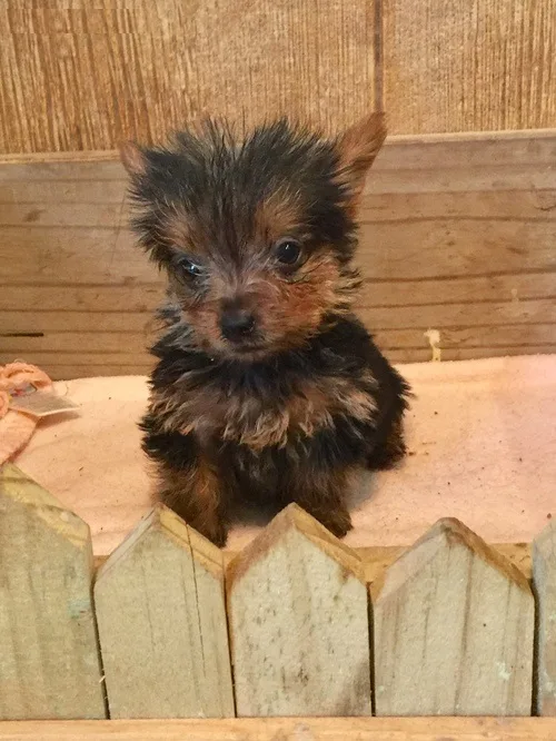 Cute yorkie puppies available 