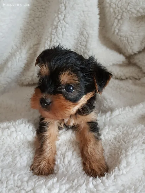 Beautiful yorkie puppies ready