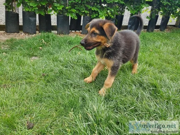 AKC German Shepherds