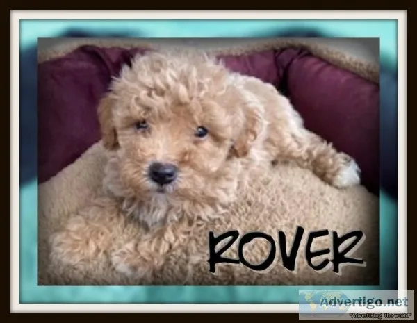 Rover Male Poochon