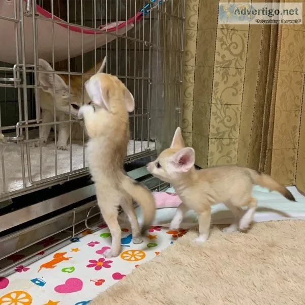 Male and female fennec fox kits for for a new home