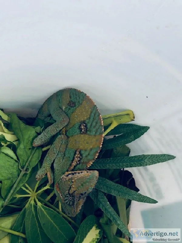 Male and female Adult veiled chameleons for sale