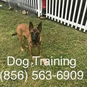 Complete control K9 behavior