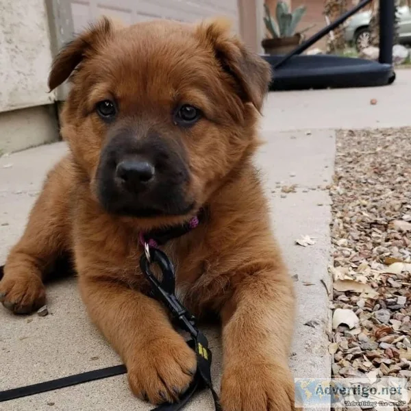 Shepherd puppies
