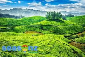 Munnar Tour Packages