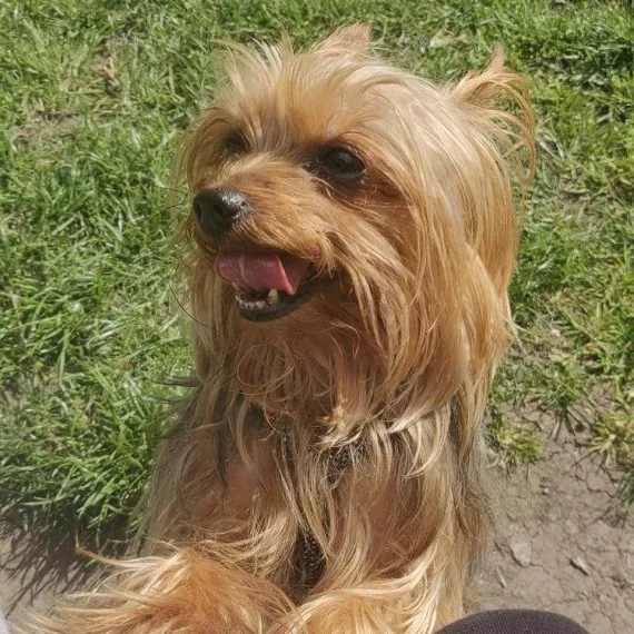 Minature yorkshire terrier pups for sale