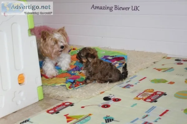 Beautiful little puppies - beasty boy avaialble