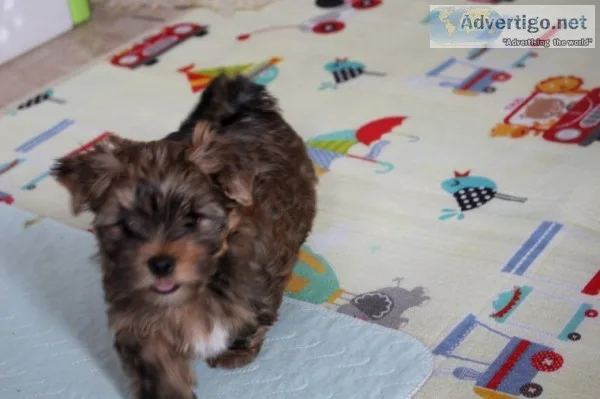 Beautiful little puppies - beasty boy avaialble