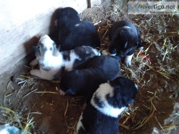 Akita puppies