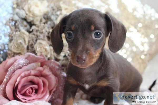 female mini Dachshund pup