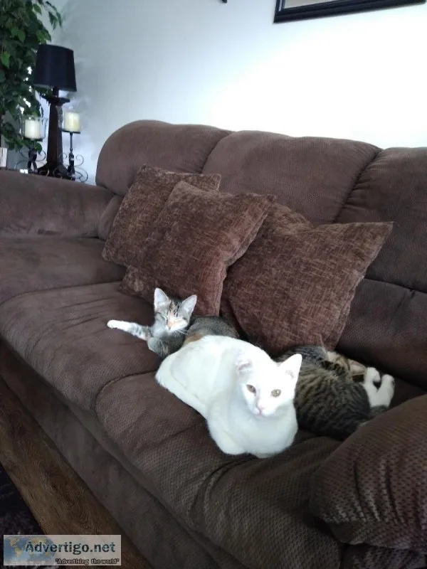 White cat