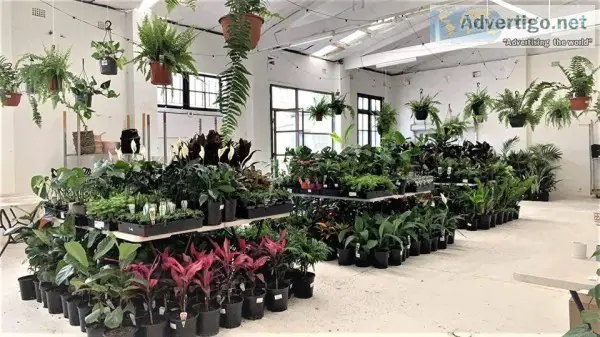 Sydney Virtual Pop-up shop - Huge Indoor Plant Sale