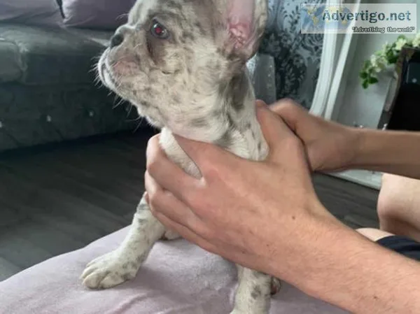 french bulldog 7 week old puppies 500
