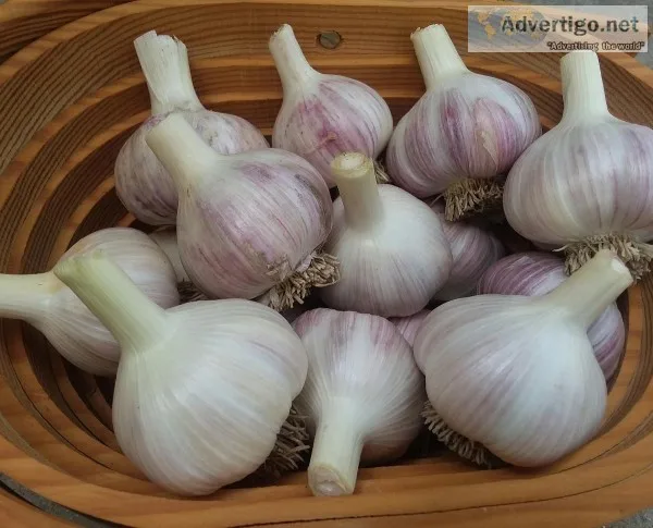 Organic Garlic
