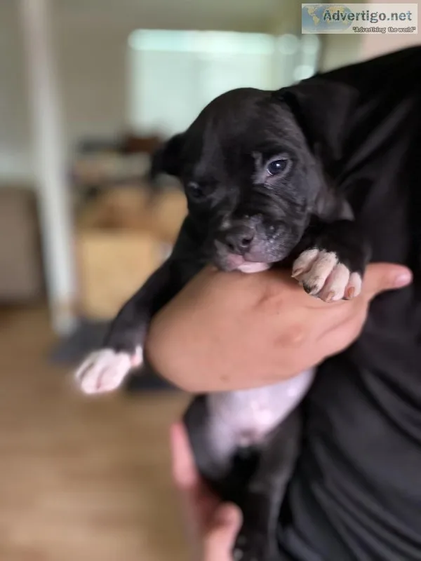 American bullies for sale