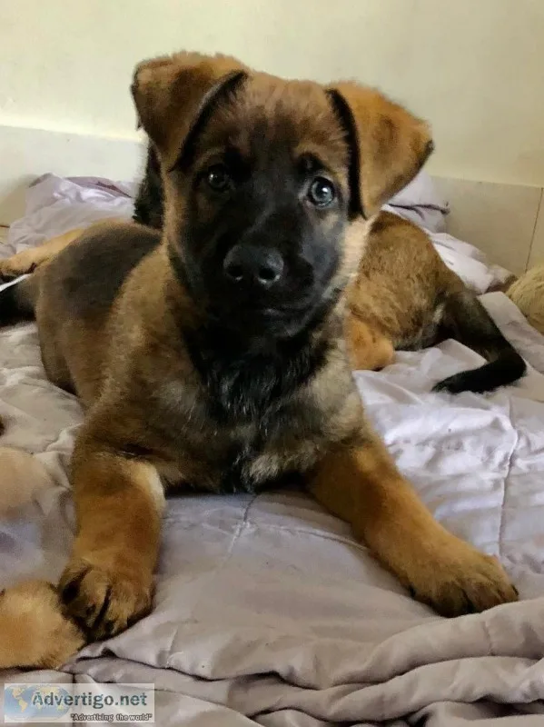 Belgian Malinois X Puppy for Sale