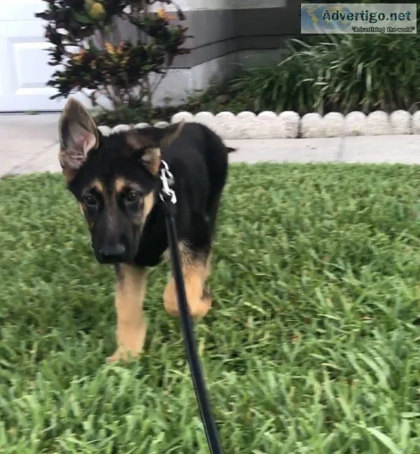 German shepherd Pure-breed puppy