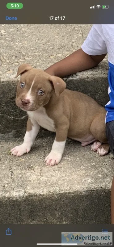 12week American Bully