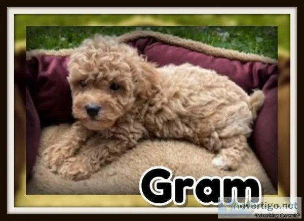 Gram Male Poochon