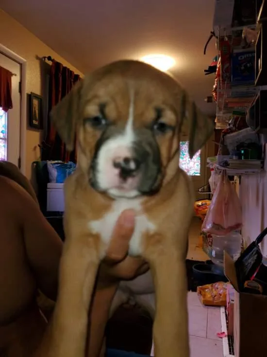 7 week old puppies