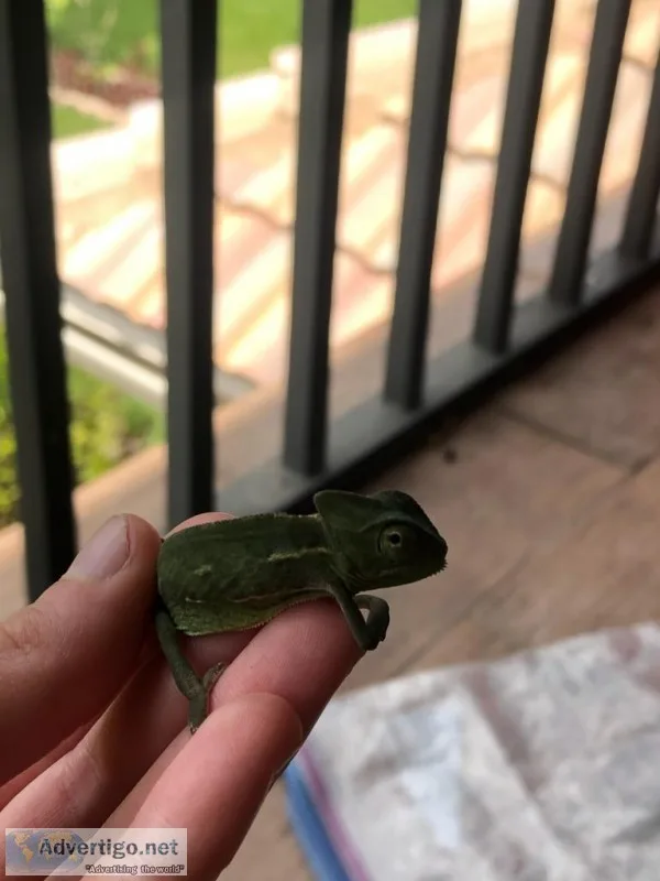 Baby Chameleons for sale