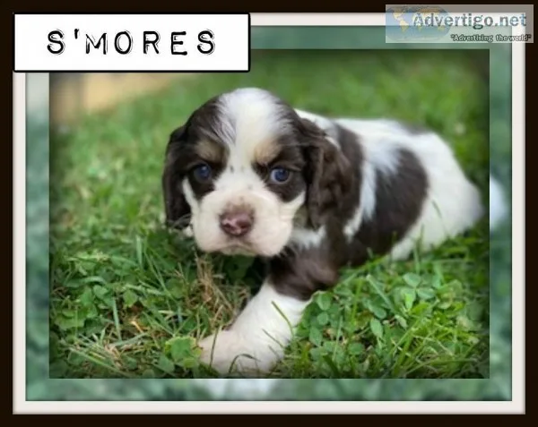 S mores Male ACA Cocker Spaniel