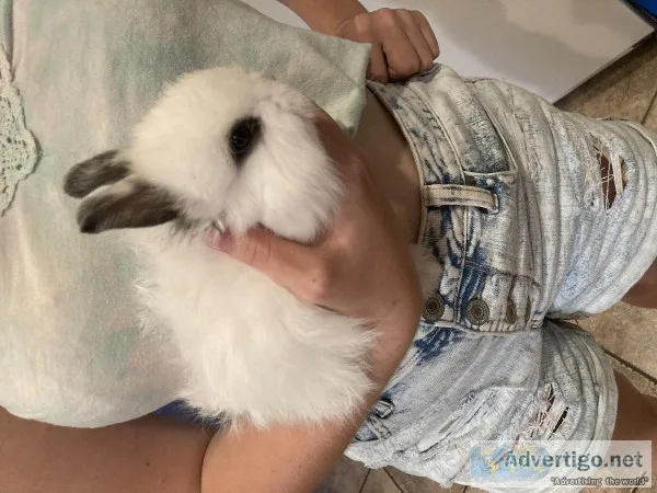 Jersey Wooly Baby Bunny