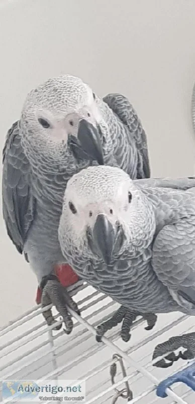 Gorgeous Tame African Grey Babies