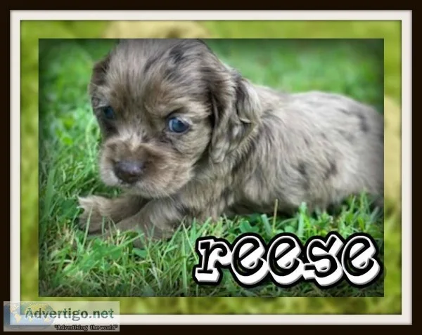 Reese Male ACA Cocker Spaniel