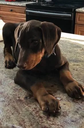 12 Weeks old male Doberman puppy