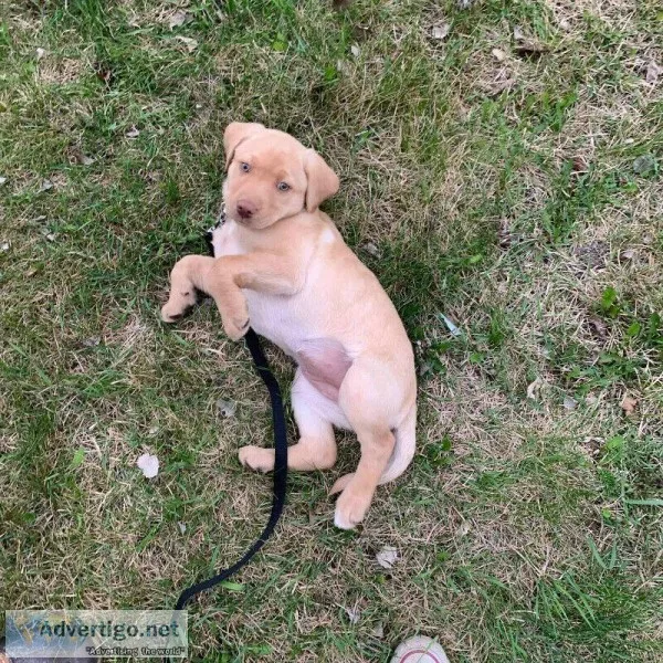UTD on shots Labrador Retriever female