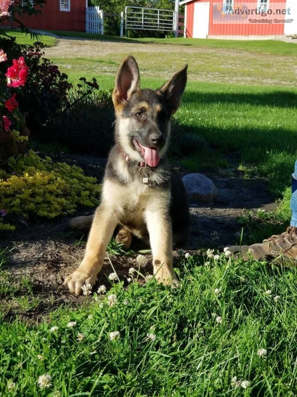 German Shepherd Puppy