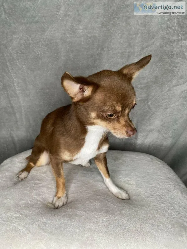 7 months old female chihuahua for rehoming