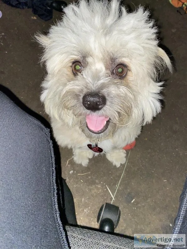 Friendly Dog Needs Loving Home