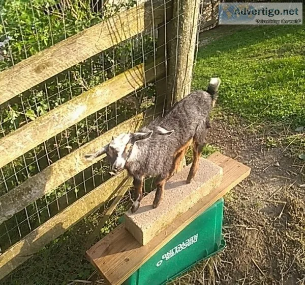 Rabbits and goats