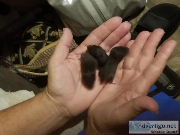 Teddy Bear Hamsters