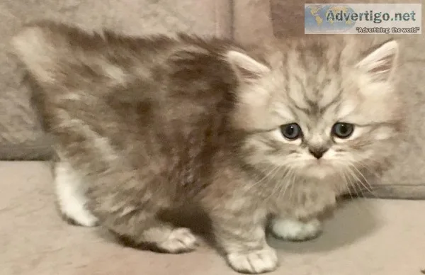 Himalayan Mix Kittens